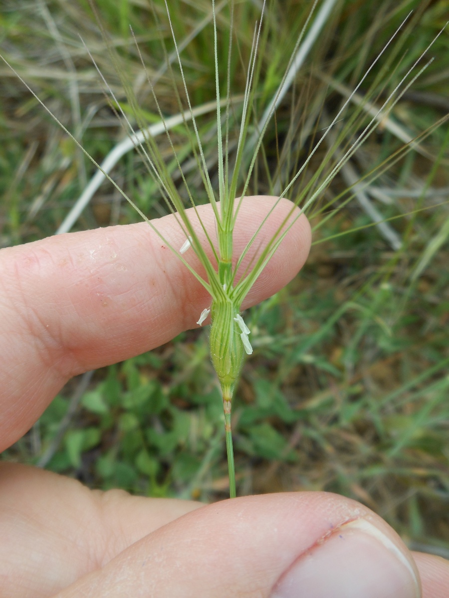 Triticum neglectum / Egilope negletta